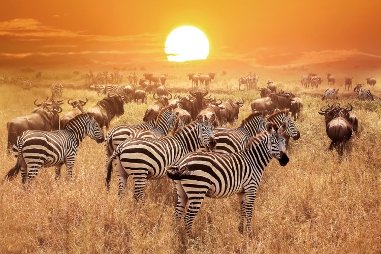 Best Nature Documentaries On Hulu Best Nature Documentaries On Hulu