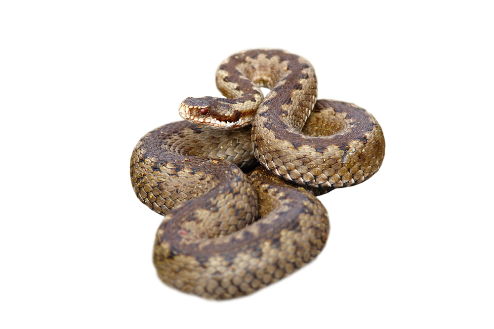 10 Websites to Buy Venomous Snakes Cheap With Free Shipping - Insider