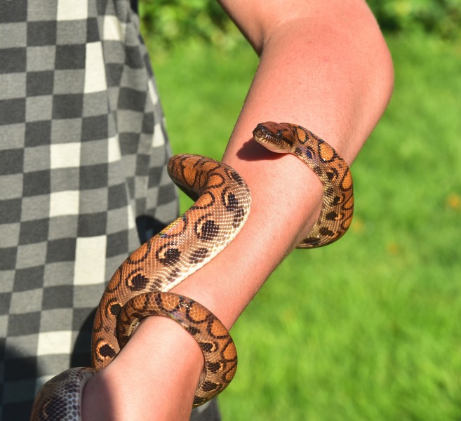 10 Websites to Buy Venomous Snakes Cheap With Free Shipping - Insider