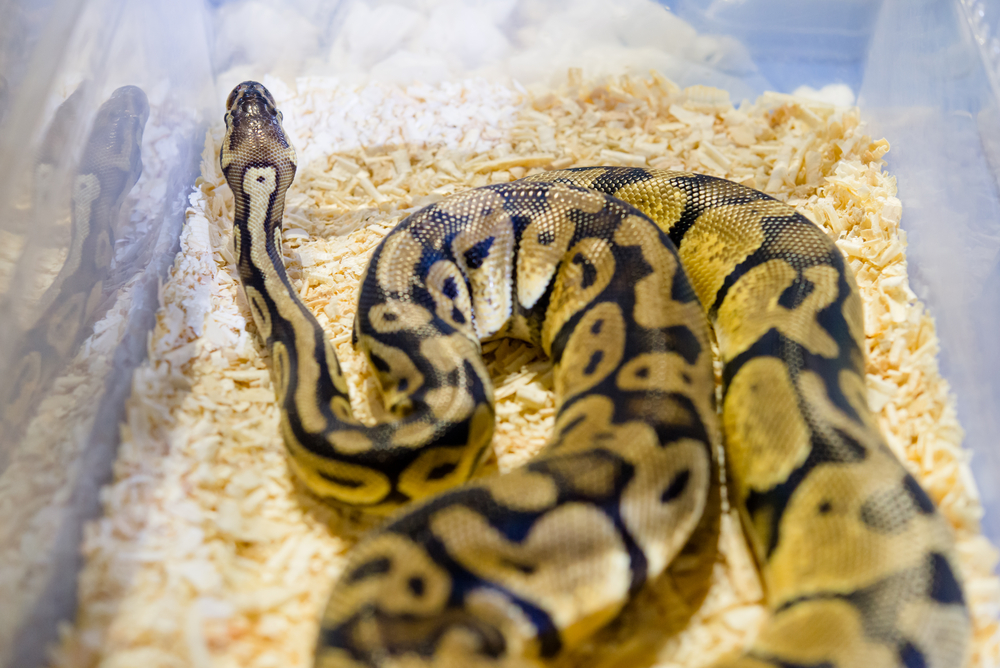 10 Snake Breeders and Reptile Shops in NJ and New York Insider Monkey