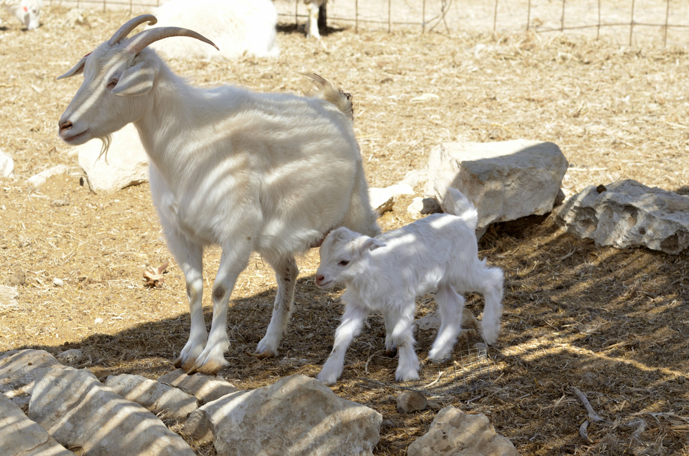 10 Easiest Goat Breeds to Raise Insider Monkey