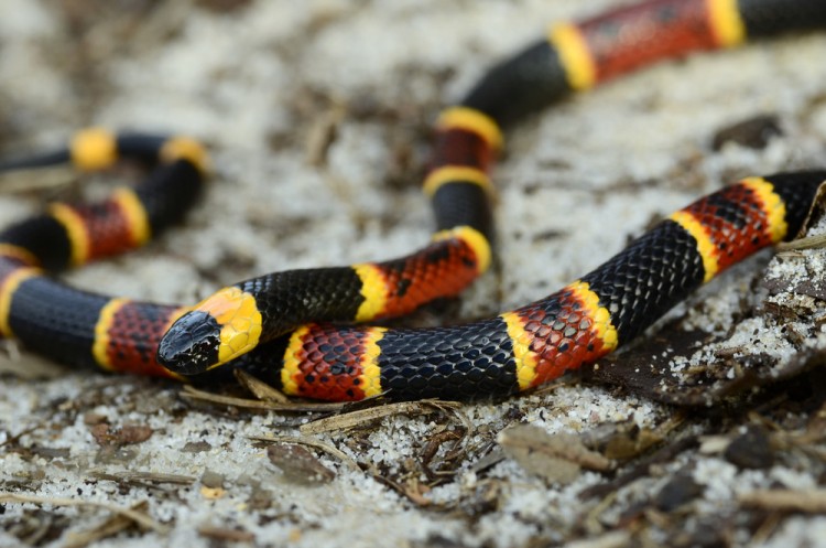 10 States With the Most Venomous Snakes in America