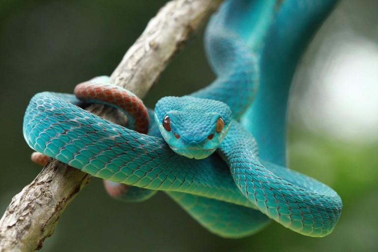 10 Websites to Buy Venomous Snakes Cheap With Free Shipping - Insider