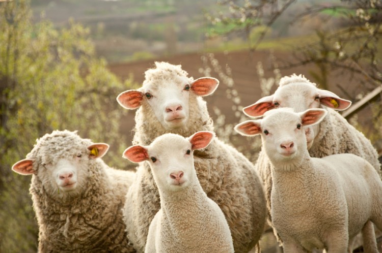 6 Most Profitable Livestocks for Small Farms