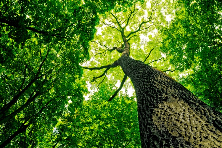 11 Biggest Trees in the World by Volume