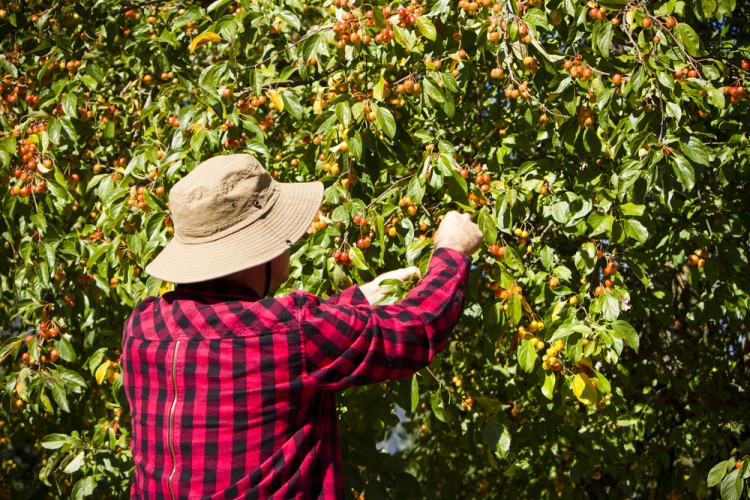 15 Best States For Agricultural Workers
