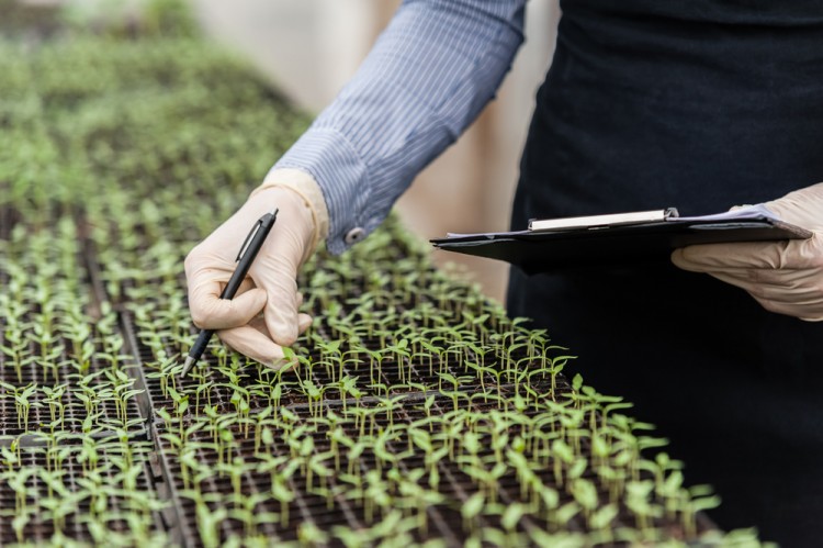 9 Most Profitable Plants to Grow Hydroponically