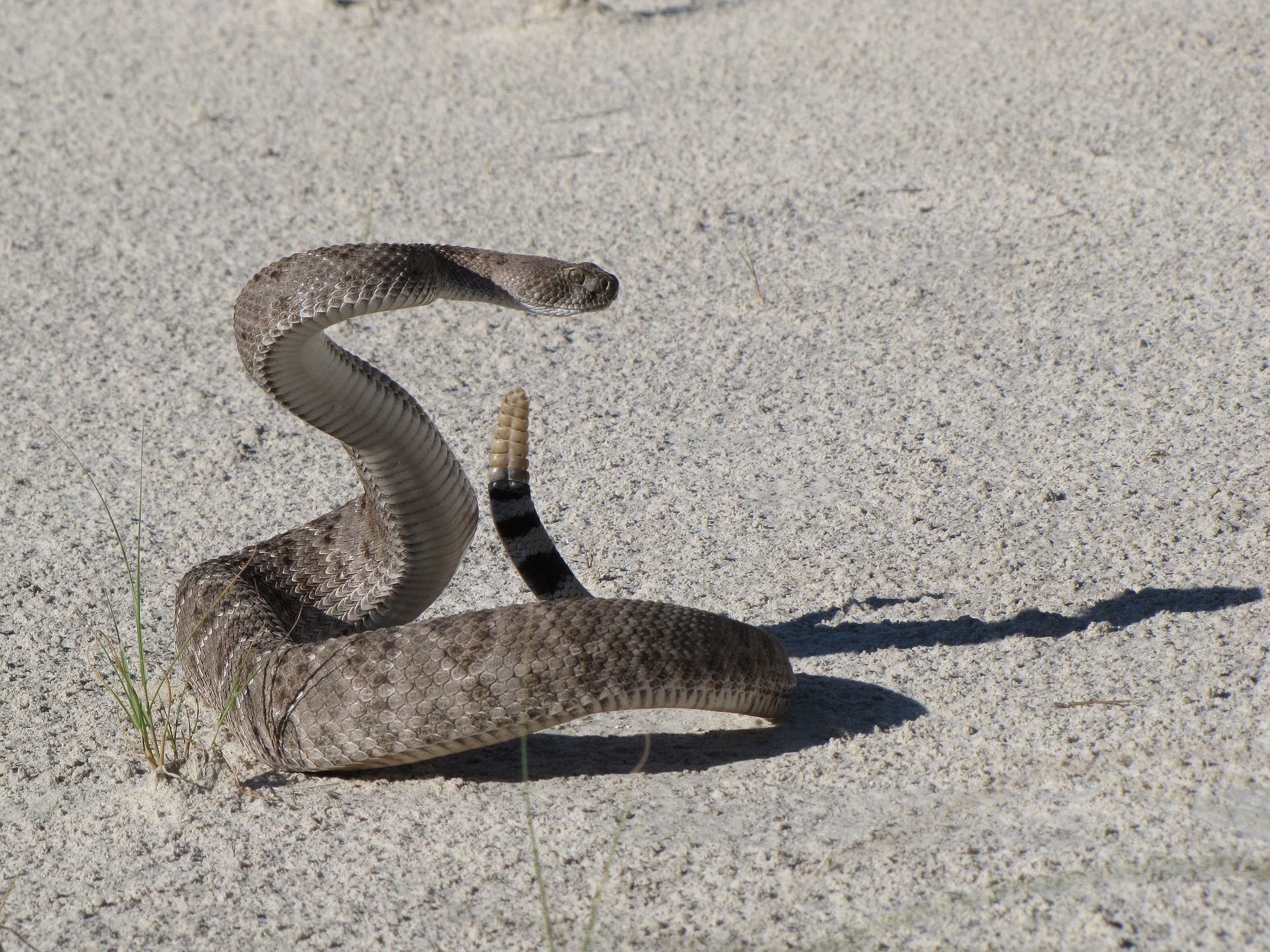 11 Most Venomous Rattlesnake Species in the World Insider Monkey