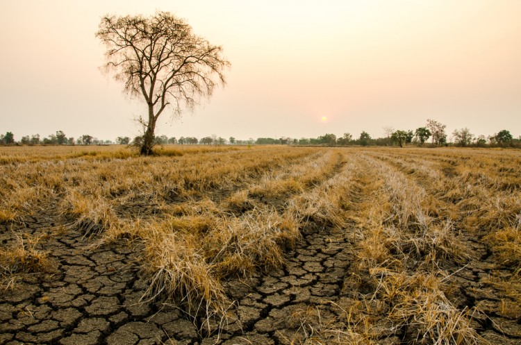 15 Advantages and Disadvantages of Genetically Modified Organisms