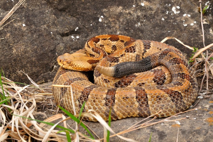 10 States With no or Least Poisonous Snakes in America