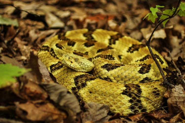 10 States With no or Least Poisonous Snakes in America - Insider Monkey