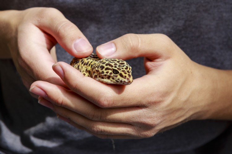 10 Snake Breeders and Reptile Shops in NJ and New York - Insider Monkey