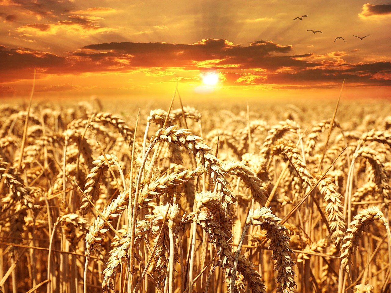 Top 10 Agriculture Stocks To Buy Now - Insider Monkey - Vimarsana News