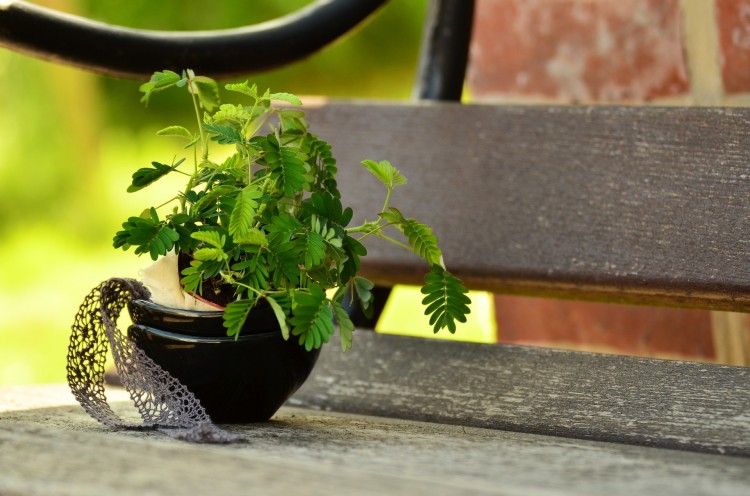 Easiest Indoor Plants to Grow From Seed