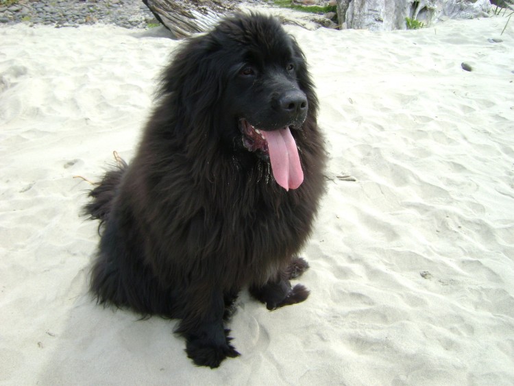 10 Best Autism Service Dogs for Adults
