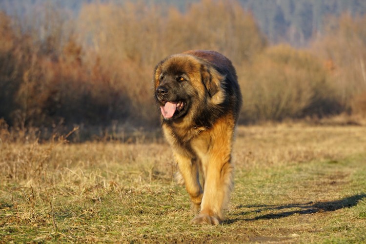 10 Best Autism Service Dogs for Adults