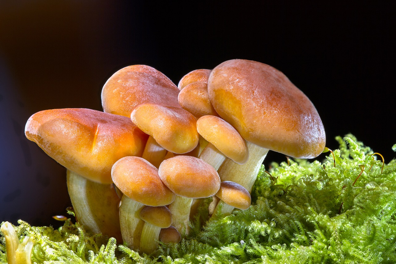 11 Most Promising Psychedelic Stocks According to Hedge Funds - Vimarsana News