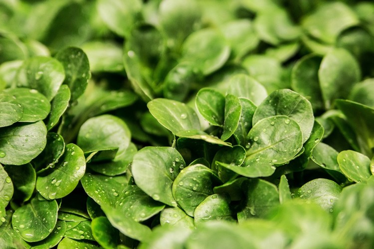 12 Most Profitable Plants for Aquaponics, Small Gardens and Backyard Nurseries