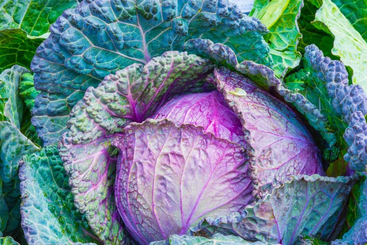 15 Most Profitable Organic Crops in America