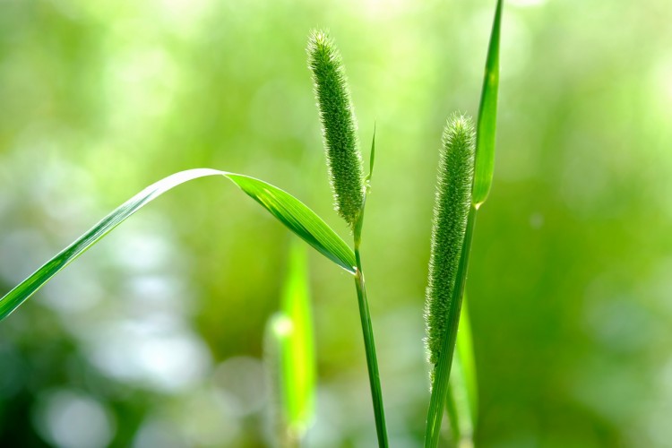 15 Most Profitable Organic Crops in America