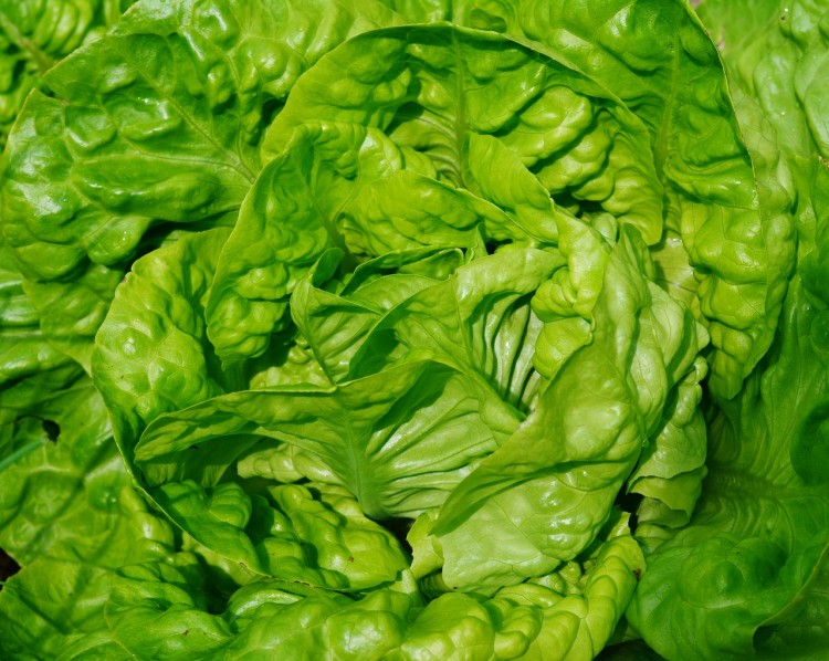 15 Most Profitable Organic Crops in America