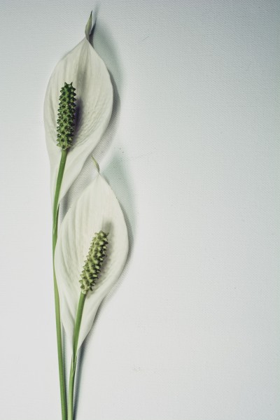 Easiest Indoor Plants to Grow From Seed