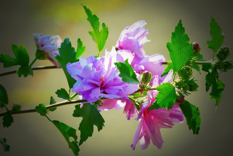 Easiest Indoor Plants to Grow From Seed