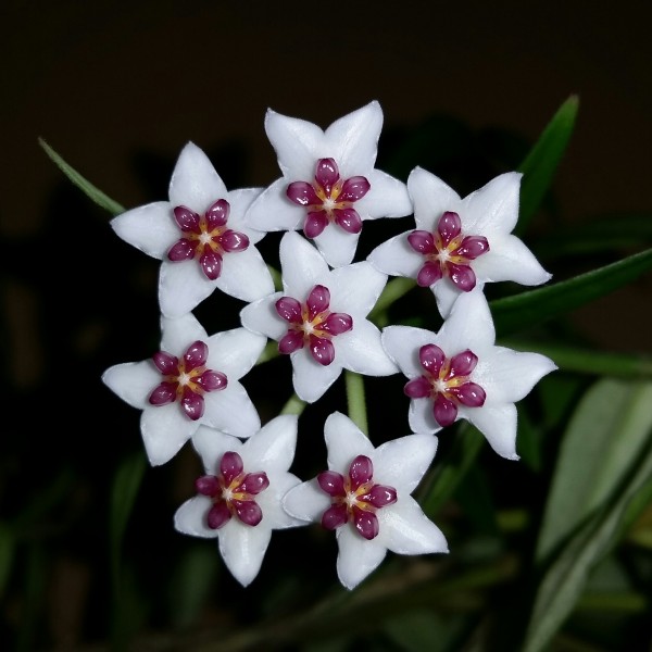 Easiest Indoor Plants to Grow From Seed