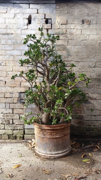 Easiest Indoor Plants to Grow From Seed