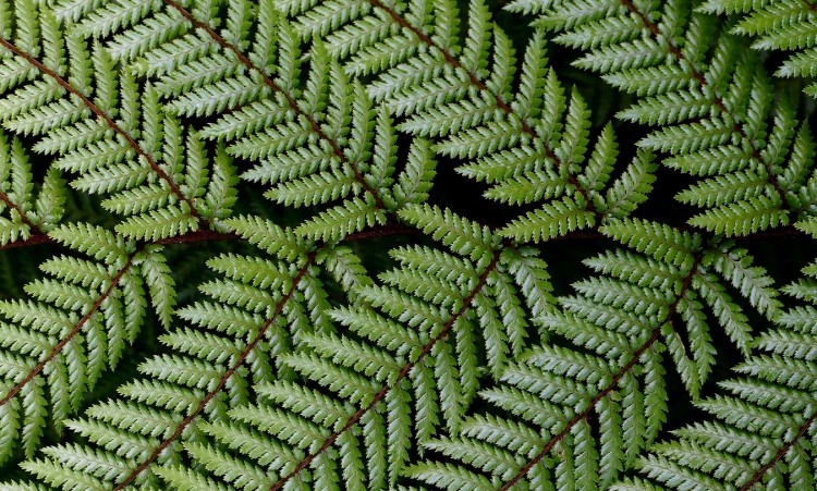 Easiest Indoor Plants to Grow From Seed