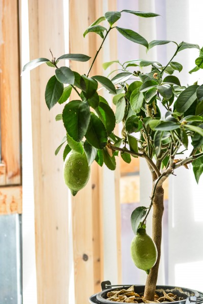 Easiest Indoor Plants to Grow From Seed
