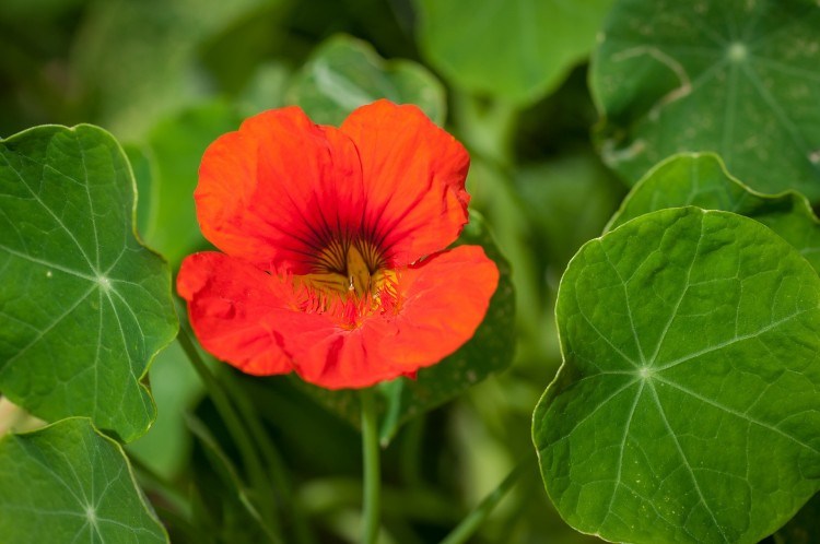 Easiest Indoor Plants to Grow From Seed