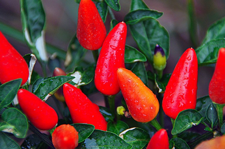 Easiest Indoor Plants to Grow From Seed