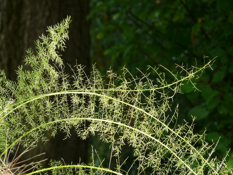 Easiest Indoor Plants to Grow From Seed