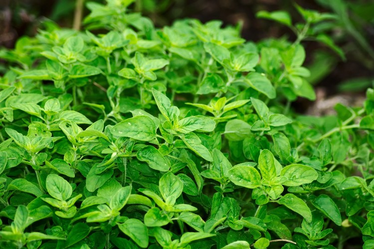 Easiest Indoor Plants to Grow From Seed