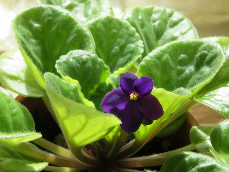Easiest Indoor Plants to Grow From Seed