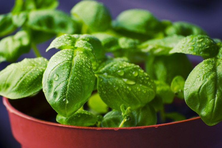 Best Selling Most Popular Vegetables at Farmers Markets