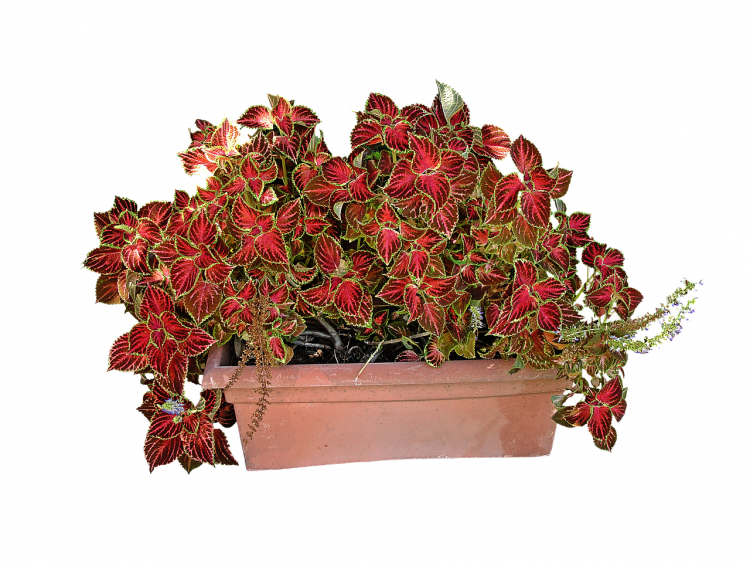 Easiest Indoor Plants to Grow From Seed