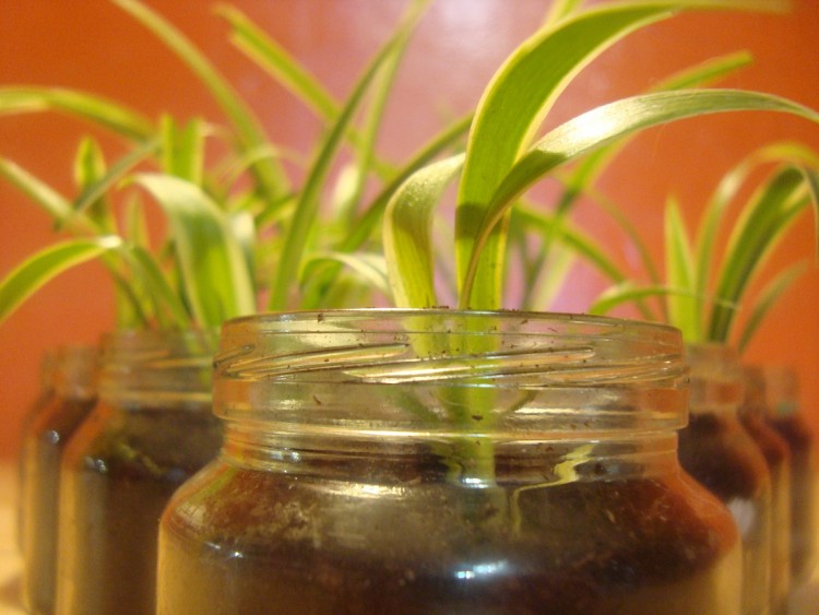 Easiest Indoor Plants to Grow From Seed