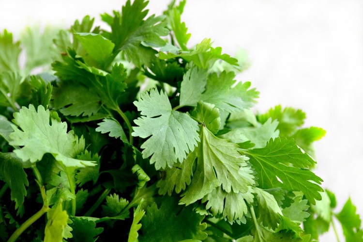9 Most Profitable Plants to Grow Hydroponically