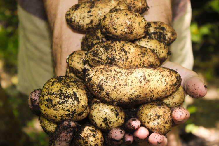 10 Most Profitable Crops to Grow on a Small Farm