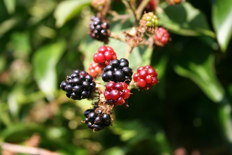 10 Most Profitable Crops to Grow on a Small Farm