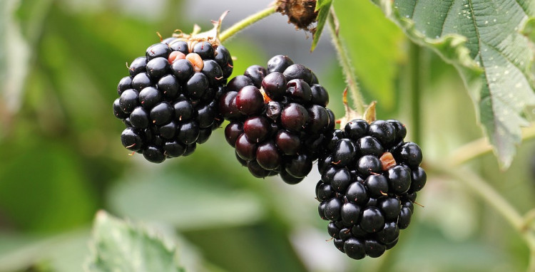Easiest Liquors to Make at Home with Fruit, Yeast and Sugar