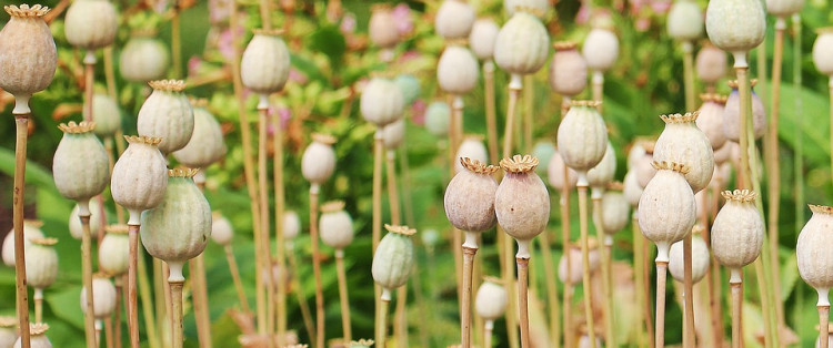 Worst Drug Trafficking Countries in the World