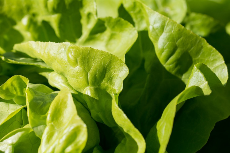 Best Selling Most Popular Vegetables at Farmers Markets