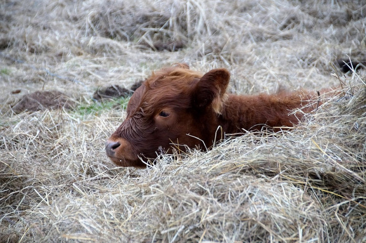 States with Most Cattle Per Acre