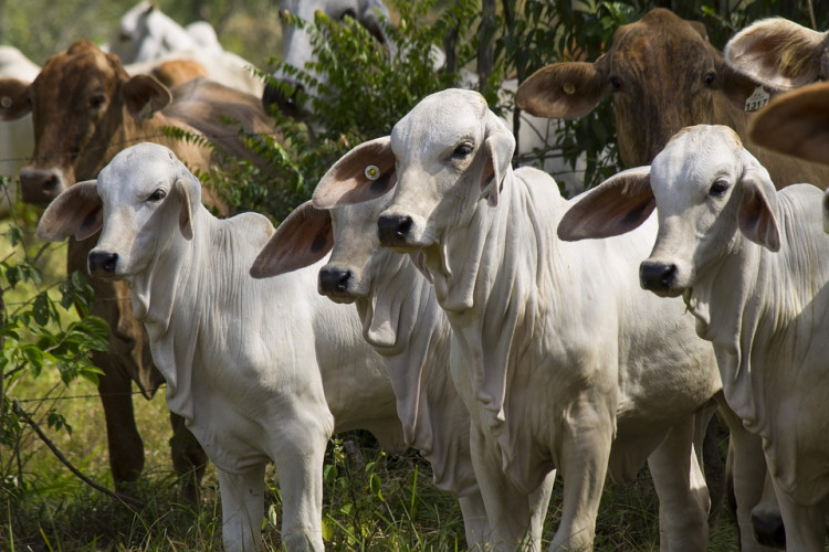 States with Most Cattle Per Acre