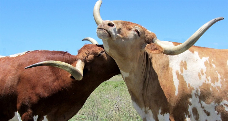 States with Most Cattle Per Acre