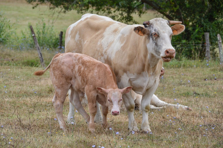 States with Most Cattle Per Acre