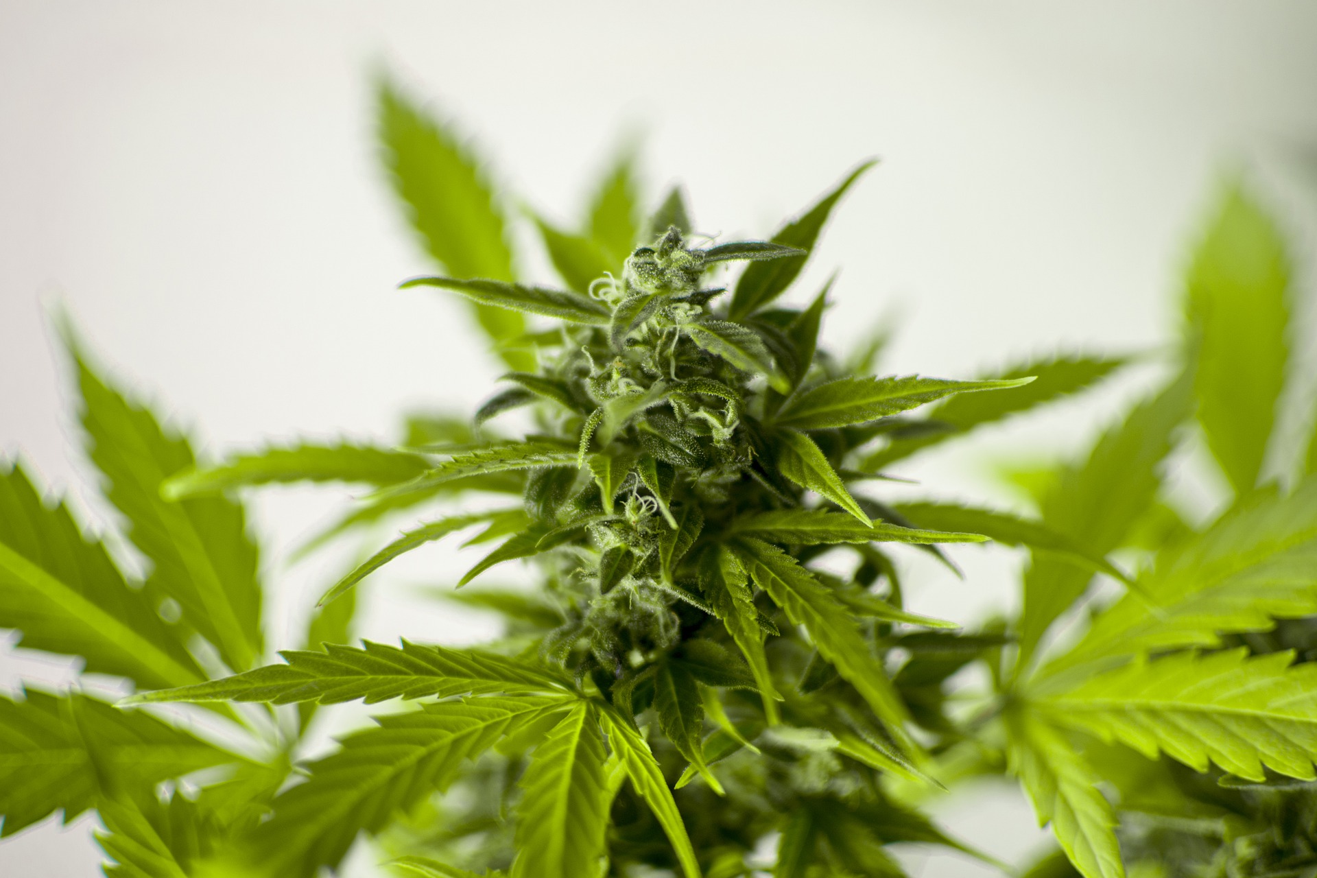 20 Cities with the Cheapest Weed in the World - Vimarsana News